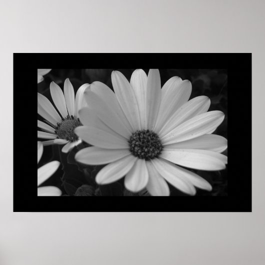 Blume B&W Poster (Vorne)