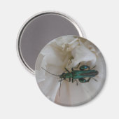 Blume Beetle Magnet (Vorderseite/Rückseite)