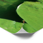 BLUME BEI SHAWS GARDEN POSTER (Ecke)