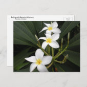 Blume - Bellingrath Botanischer Garten Postkarte (Vorne/Hinten)