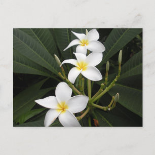 Blume - Bellingrath Botanischer Garten Postkarte
