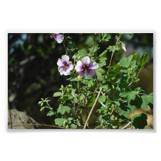 Blume beobachten fotodruck (Vorne)