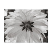 Blume Black and White Dahlia