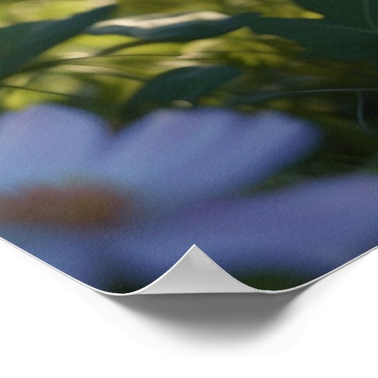 *~* Blume Black Kitty Cat 5:4 Feline Kitten Poster (Ecke)