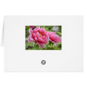Blume Blindfarbene Rosa-Peonies (Rückseite Horizontal)