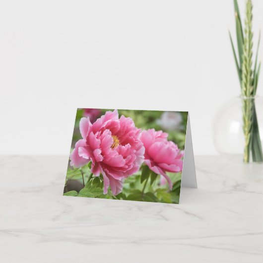 Blume Blindfarbene Rosa-Peonies Dankeskarte (Vorderseite)