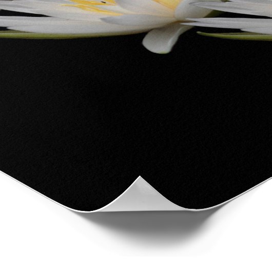 Blume Blossom Poster (Ecke)