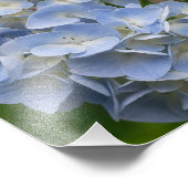 Blume Blue and White Hydrangea Fotodruck (Ecke)
