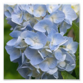 Blume Blue and White Hydrangea Fotodruck (Vorne)