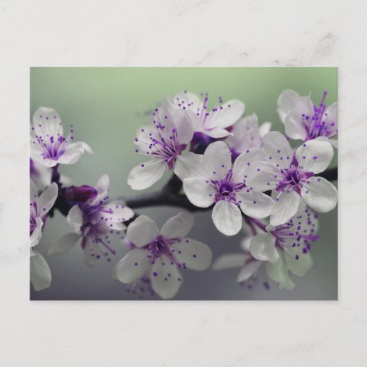 Blume blüht Postkarte (Vorderseite)