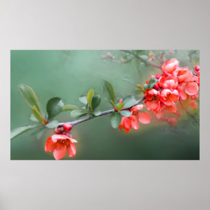 Blume Blume Quittenfeder Poster