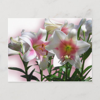 Blume Blüten Frühjahrsgarten Liebe Dusche Party Einladungspostkarte