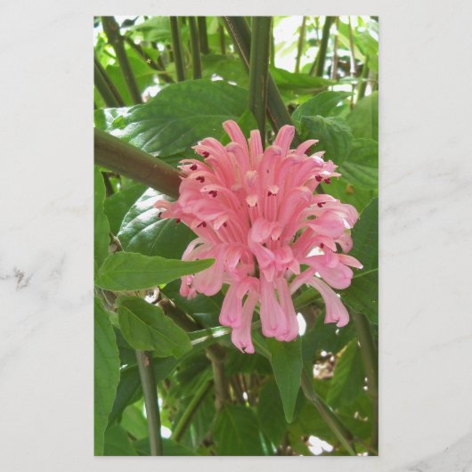 Blume Briefpapier (Vorderseite)