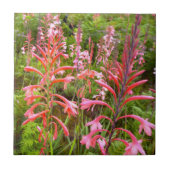 Blume Bugle Lily (Watsonia), Ostkap Fliese (Vorderseite)