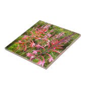 Blume Bugle Lily (Watsonia), Ostkap Fliese (Seite)