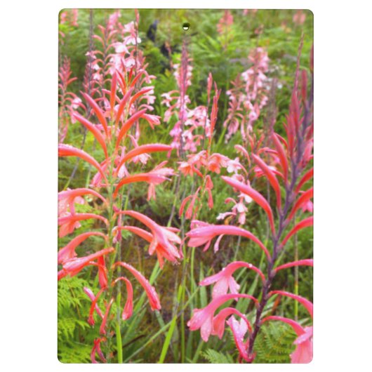 Blume Bugle Lily (Watsonia), Ostkap Klemmbrett (Rückseite)