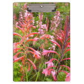Blume Bugle Lily (Watsonia), Ostkap Klemmbrett (Vorderseite)