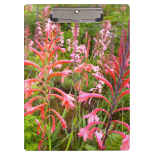 Blume Bugle Lily (Watsonia), Ostkap Klemmbrett