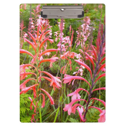 Blume Bugle Lily (Watsonia), Ostkap Klemmbrett (Vorderseite)