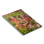 Blume Bugle Lily (Watsonia), Ostkap Notizblock (Rechte Seite)