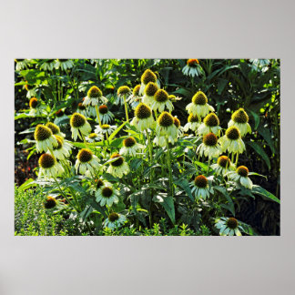 Blume, Bute Park, Cardiff, Wales Poster