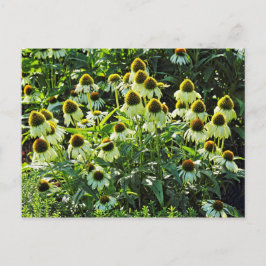 Blume, Bute Park, Cardiff, Wales Postkarte