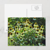 Blume, Bute Park, Cardiff, Wales Postkarte (Vorne/Hinten)