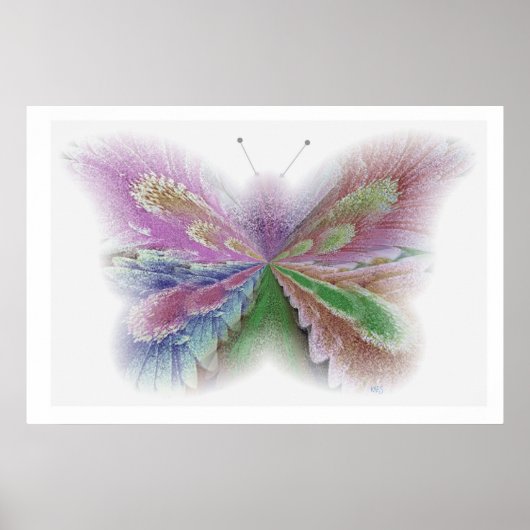Blume Butterfly Poster (Vorne)