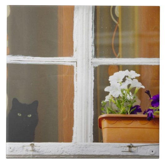 Blume by window, Sighisoara, Rumänien Fliese (Vorderseite)
