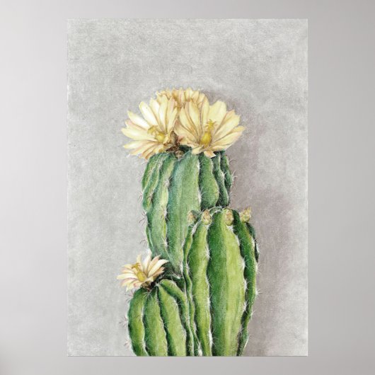 Blume Cactus Poster (Vorne)
