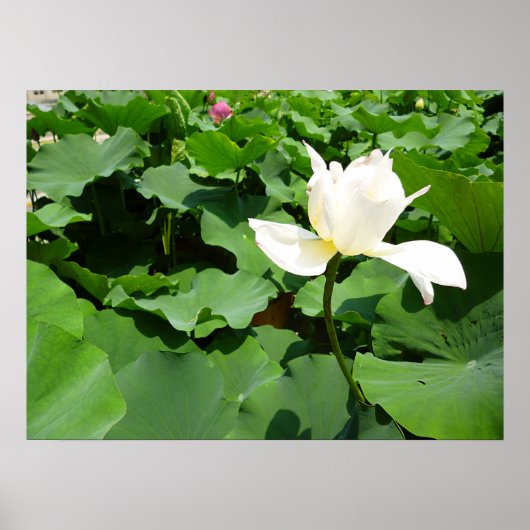 Blume Canvas Poster (Vorne)