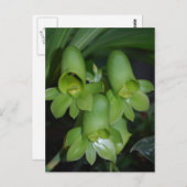 Blume Catasetum orchid Postkarte (Vorne/Hinten)