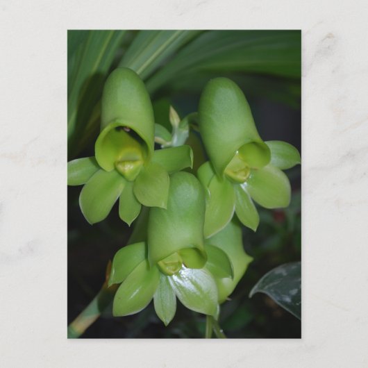 Blume Catasetum orchid Postkarte (Vorderseite)