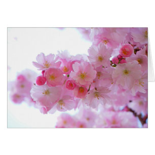 Blume Cherry Tree