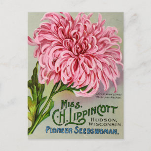 Blume Chrysanthema Vintag Postkarte
