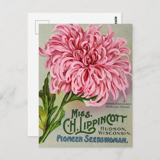 Blume Chrysanthema Vintag Postkarte (Vorne/Hinten)