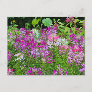 Blume Cleome oder Spione - Lila Postkarte