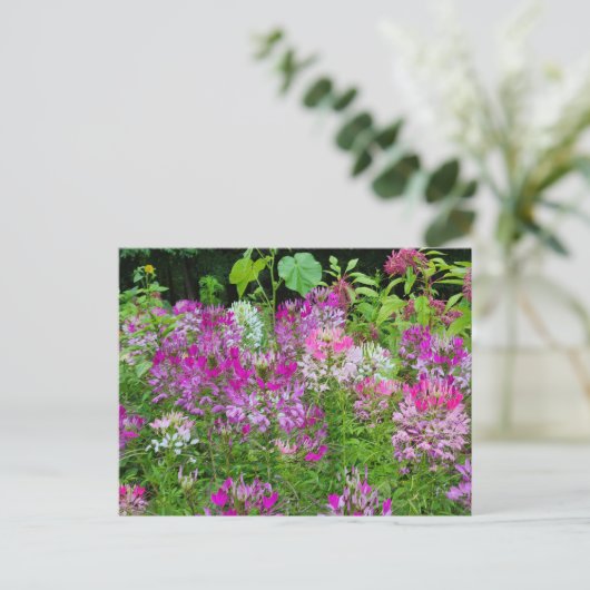 Blume Cleome oder Spione - Lila Postkarte (Stehend Vorderseite)