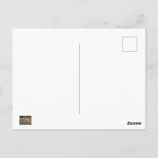 Blume Cleome oder Spione - Lila Postkarte (Rückseite)