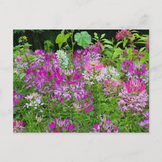 Blume Cleome oder Spione - Lila Postkarte (Vorderseite)