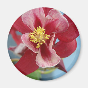 Blume Columbine Magnet