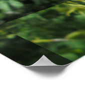 Blume Columbine Poster (Ecke)