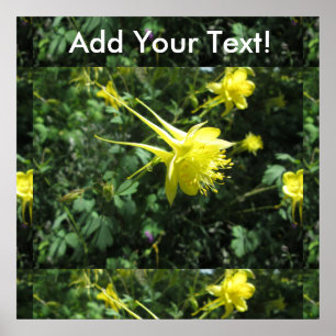 Blume Columbine Poster