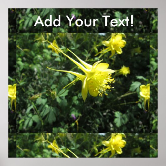 Blume Columbine Poster (Vorne)