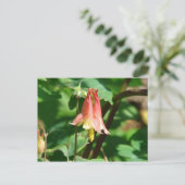 Blume Columbine Postkarte (Stehend Vorderseite)