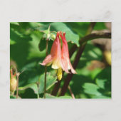 Blume Columbine Postkarte (Vorderseite)