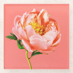 Blume   Coral Peony Blossom Glasuntersetzer