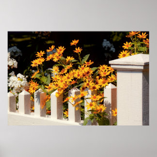 Blume - Coreopsis - Die Wärme des Sommers Poster