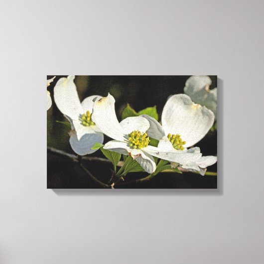 Blume Cornus florida Leinwanddruck (Vorderseite)