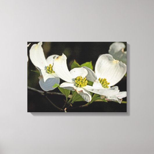 Blume Cornus florida Leinwanddruck (Vorderseite)